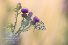 Marbled White