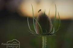 Fotoamateure-Teublitz-08