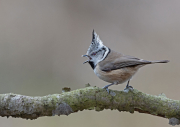 Fotoamateureteublitz01