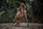 Fotoamateureteublitz02