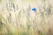 Fotoamateureteublitz03