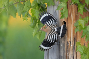 Fotoamateureteublitz06