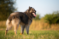 Hunde-3
