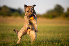 Hunde-4