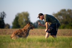 Hunde