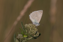 PK1_6131