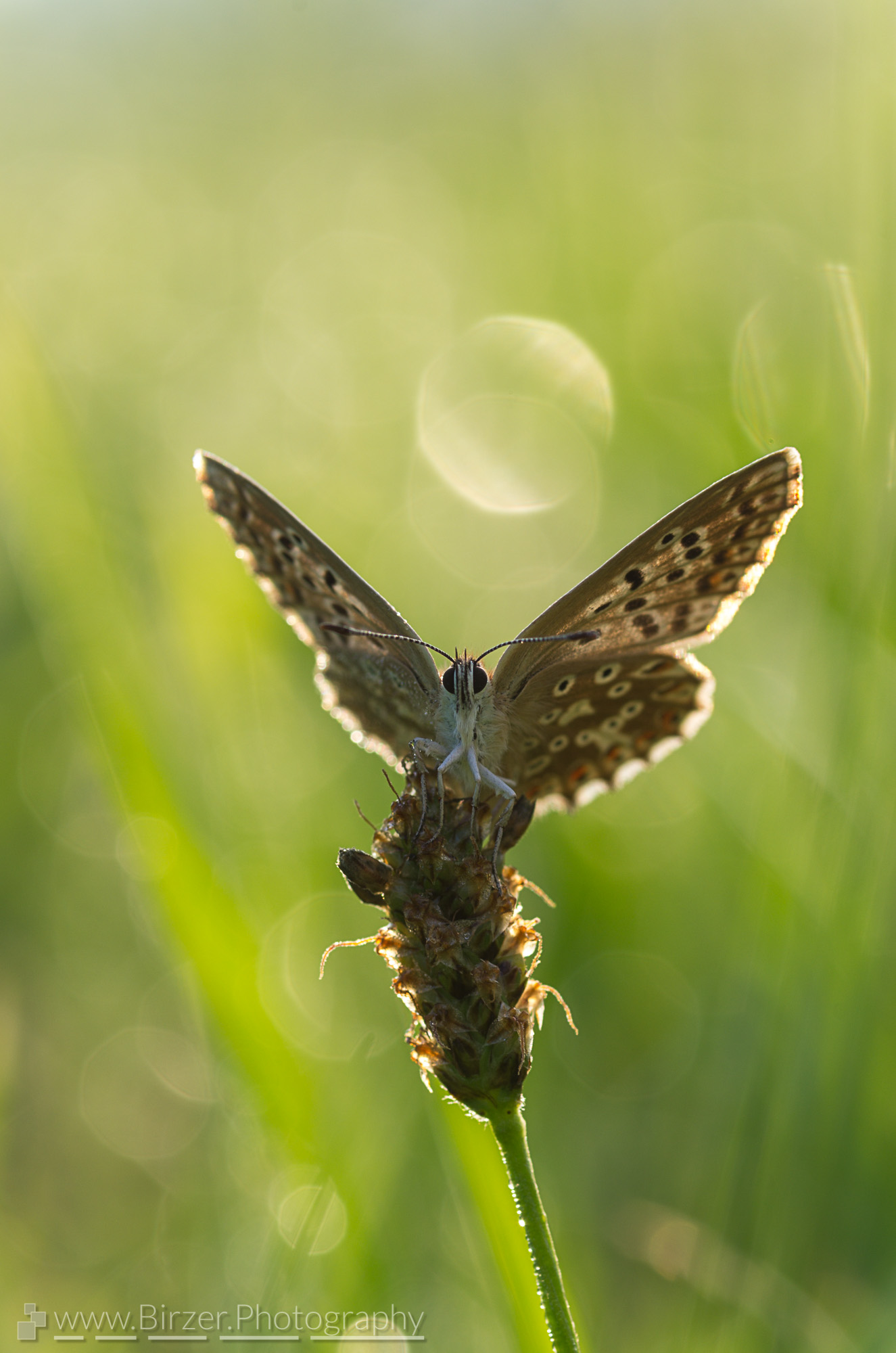 Lycaenidae butterfly in wet meadow