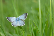Lycaenidae