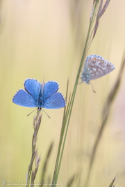 Himmelblauer Bläuling