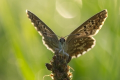 Lycaenidae butterfly in wet meadow