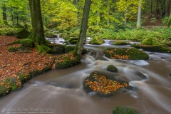 Creek in the woods