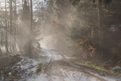foggy road in the forest