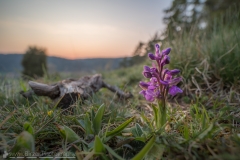 Kleines Knabenkraut bei Sonnenuntergang