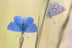Himmelblauer Bläuling