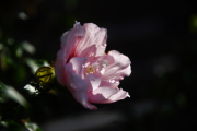 DSC_8439