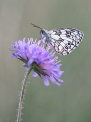 P7111019-01