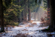 Wald_Köblitz_02