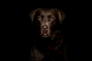 2X3A16711-Labrador-vor-schwarzem-Hintergrund