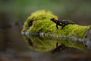 Salamander