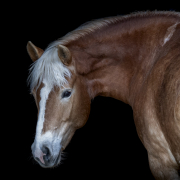 haflinger-6072
